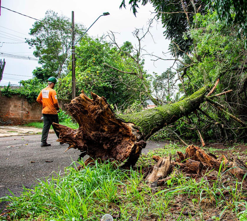 emergency tree service