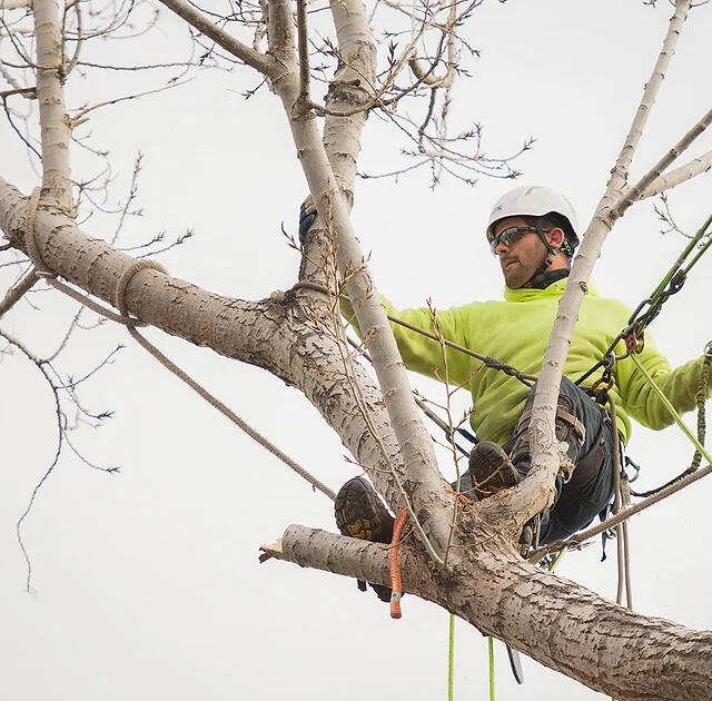 tree trimming tree trimming