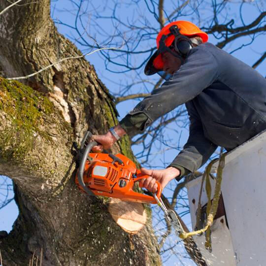 tree removal tree removal